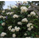 Uetersener Klosterrose Ютерзейн Клостерроуз